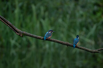 Couple de martin-pêcheurs 3