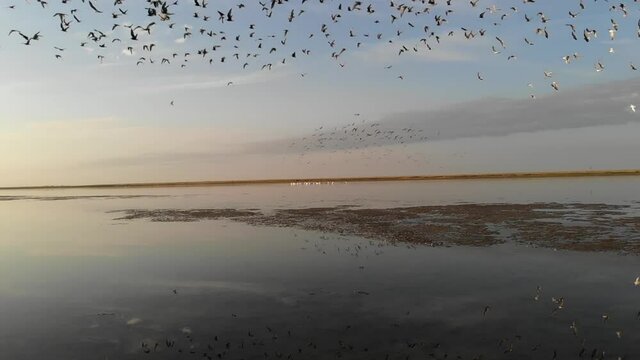 Kalmykia, nature reserve. A flock of waterfowl flies over the lake.