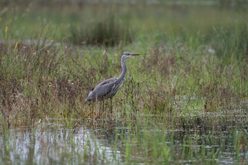 Le héron cendré (Ardea cinerea Linnaeus) 1