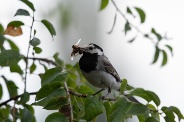 Bergeronnette grise (Motacilla alba) 3 © Lorenzo
