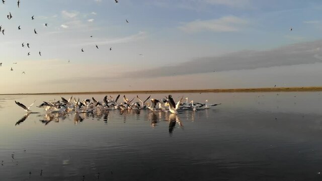 Kalmykia, nature reserve. Pelicans take off from the lake.