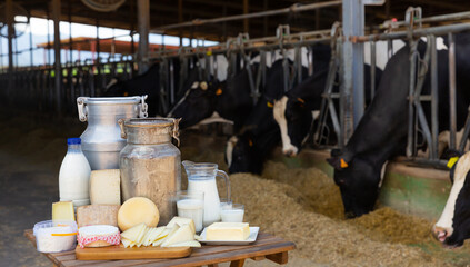 Aluminum can and glass decanter with milk, fresh curd and various cheeses on table standing in outdoor cowshed. Production of dairy products