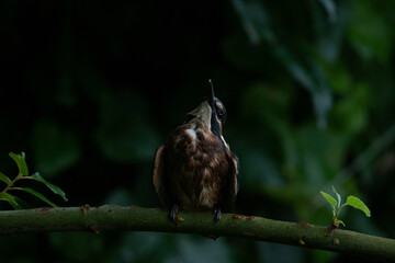 Jeune martin-pêcheur (Alcedo atthis) 7