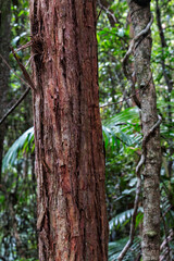 a pair of trees in a forest