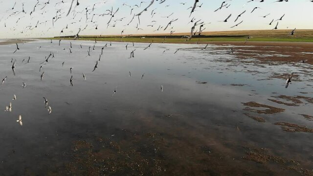 Kalmykia, nature reserve. Flight of a flock of birds over the lake.