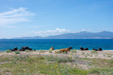 discovery of the island of beauty in southern Corsica, France