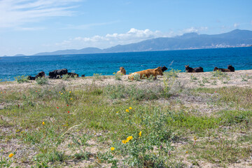 discovery of the island of beauty in southern Corsica, France