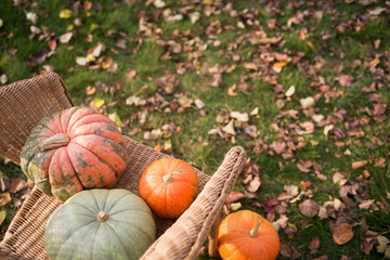 green and orange pumpkins in garden on wicker chair. autumn harvest time. natural fall background.