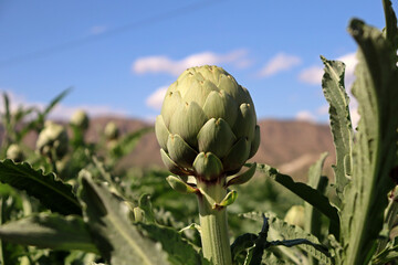 Close-up artichoke detail in the middle of an artichoke crop field. Vegetable agriculture