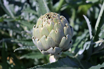 Close-up artichoke detail in the middle of an artichoke crop field. Vegetable agriculture