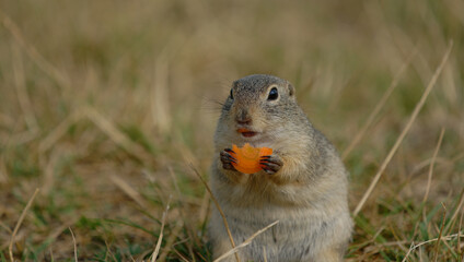 Europäischer Ziesel - Spermophilus citellus