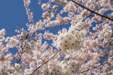 Yoshino cherry