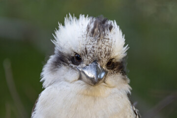 Close up of Laughing Kookaburra