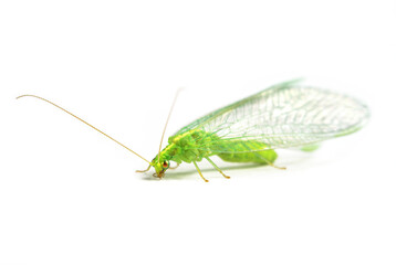 Close-up of a insect Green Lacewing isolated on white