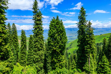 Green tree and mountain in nalati grassland,Xinjiang,China.