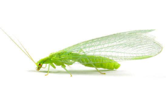 Close-up of a insect Green Lacewing isolated on white