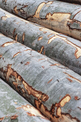 Background of beechwood, firewood stack