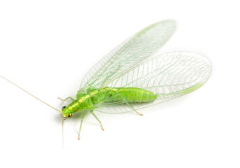 Close-up of a insect Green Lacewing isolated on white