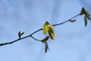 Common hornbeam