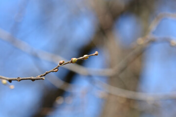 Common hackberry
