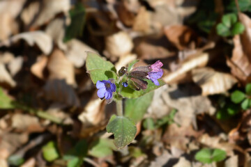 Common lungwort