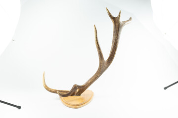 Fototapeta na wymiar An angled view of a whitetail deer antler isolated on white