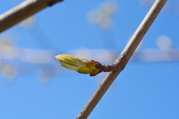 Common horse chestnut