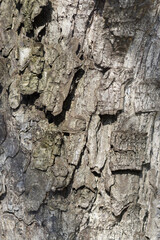 Turkish hazel