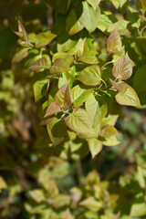 Fototapeta na wymiar Lilac leaves