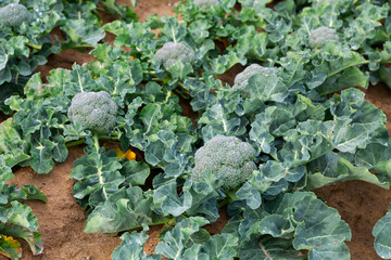 Broccoli row growing on the field