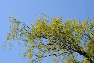 Dragons claw willow