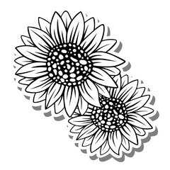 Black line two sunflowers on white silhouette and gray shadow. Vector illustration for decorate logo, text, greeting cards and any design.