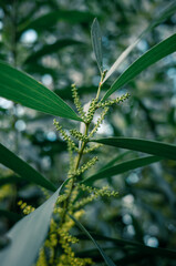 Fototapeta premium Green leaves