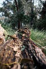 Old tree log