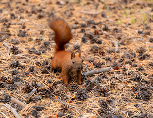 cute squirrel in the forest