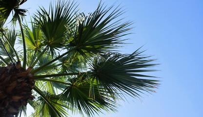 Fototapeta premium palm leaves branches on blue sky background