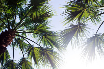 Fototapeta na wymiar palm leaves branches on blue sky background