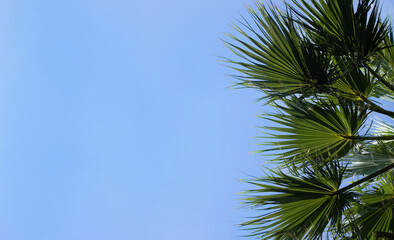palm leaves branches on blue sky background