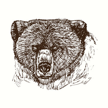 Bear muzzle close up detail portrait front view. Ink black and white doodle drawing in woodcut style.