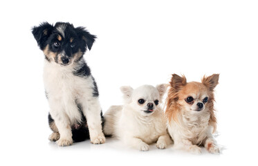 Miniature American Shepherd and chihuahua