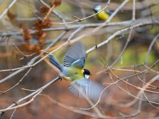 Cute bird Great tit, songbird sitting on a branch without leaves in the autumn or winter.