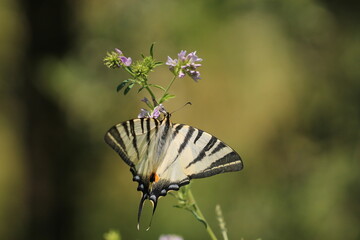 una farfalla iphiclides podalirius su un fiore