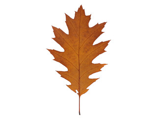 Yellow-red dried autumn oak leaf, isolated on a white background.