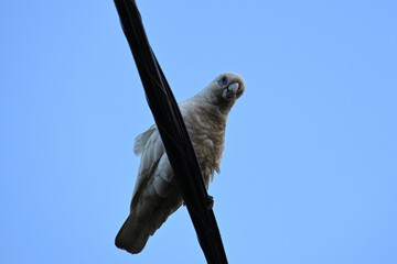 A little corella, looking down while perched on a wire, with clear blue sky in the background