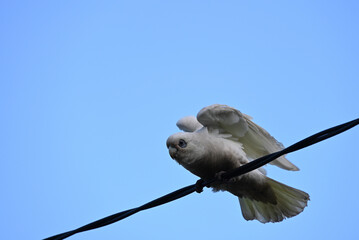 A little corella, perched on a wire, preparing for flight