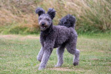 The Pumi, a Hungarian herding breed