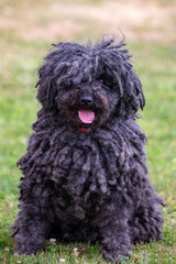 Hungarian Puli dog with dreadlocks