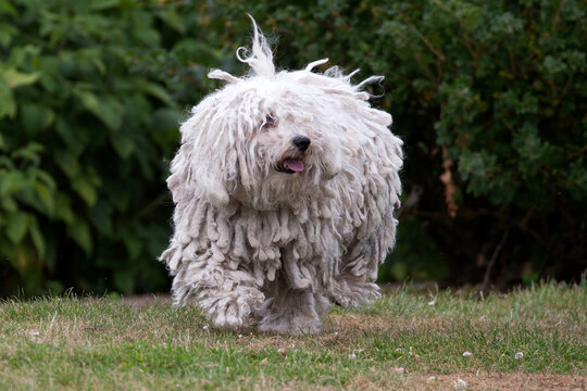 White Hungarian Puli dog