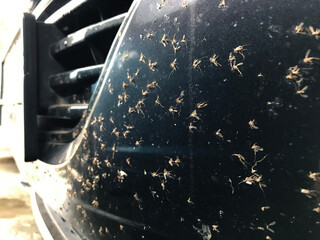 Close up dead insect or bugs and mosquitoes squashed on front bumper car or truck. Car cleaning or washing business background.