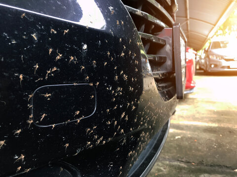 Close up dead insect or bugs and mosquitoes squashed on front bumper car or truck. Car cleaning or washing business background.